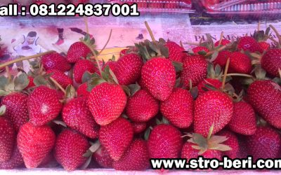 Bola-Bola Stroberi